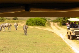 Частный заповедник Schotia Safaris: Порт-Элизабет