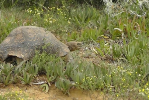 Частный заповедник Schotia Safaris: Порт-Элизабет