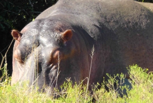 Частный заповедник Schotia Safaris: Порт-Элизабет