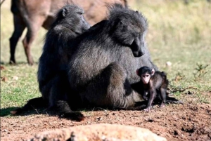 Całodniowa wycieczka do Parku Narodowego Tsitsikamma: Port Elizabeth