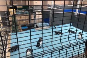 Port Elizabeth tuk-tuk tour, experience the natural beauty.