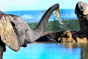 Garden Route i safari słoni w Addo [5 dni]: Kapsztad