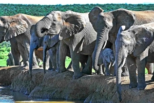 Garden Route i safari słoni w Addo [5 dni]: Kapsztad