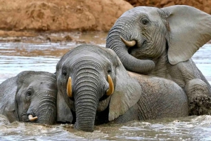 Garden Route i safari słoni w Addo [5 dni]: Kapsztad