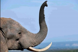 Garden Route i safari słoni w Addo [5 dni]: Kapsztad