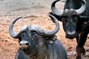 Garden Route i safari słoni w Addo [5 dni]: Kapsztad