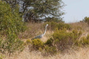 Prywatne safari w parku słoni Addo oraz odbiór i transport powrotny