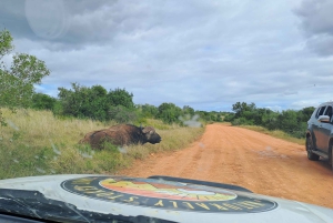 Prywatne safari w parku słoni Addo oraz odbiór i transport powrotny