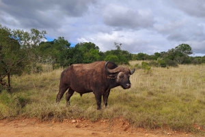 Prywatne safari w parku słoni Addo oraz odbiór i transport powrotny
