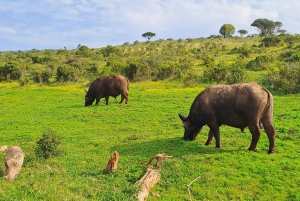 Prywatne safari w parku słoni Addo oraz odbiór i transport powrotny