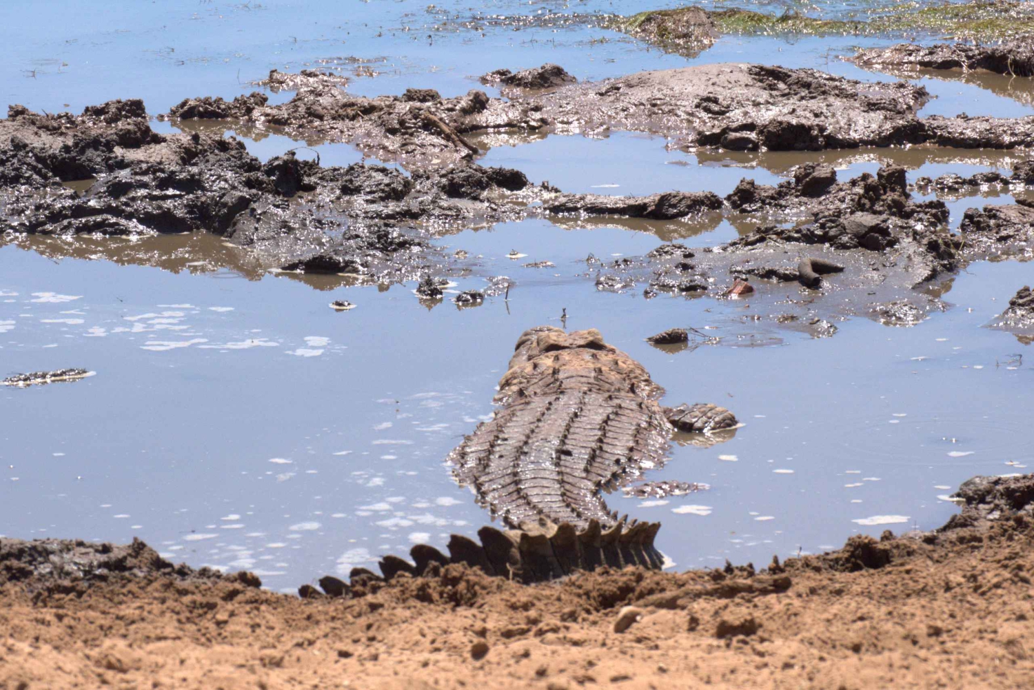 Privétour van een dag naar Addo & Schotia