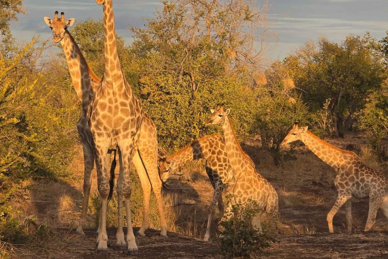 Schotia Game Drives – z piknikiem