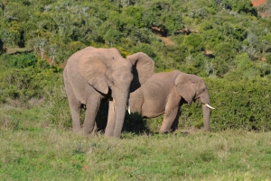 Het beste van twee werelden: Addo Elephant Park en Schotia Game Reserve