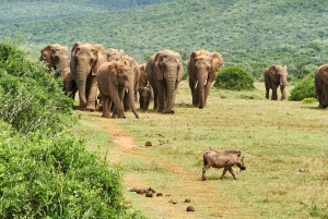 Schotia: otwarty jeep safari — wycieczka poranna lub popołudniowa