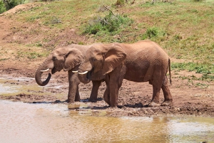 Schotia: otwarty jeep safari — wycieczka poranna lub popołudniowa