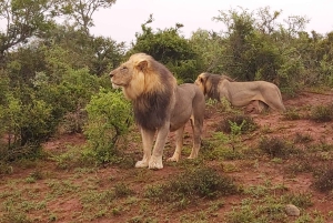 Schotia: otwarty jeep safari — wycieczka poranna lub popołudniowa
