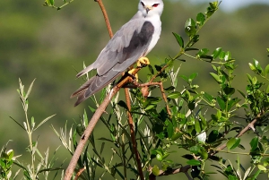 Schotia: otwarty jeep safari — wycieczka poranna lub popołudniowa