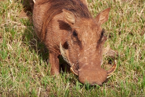 Schotia: otwarty jeep safari — wycieczka poranna lub popołudniowa