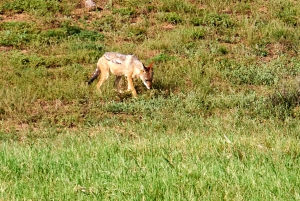 Schotia: otwarty jeep safari — wycieczka poranna lub popołudniowa