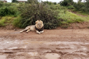Schotia: otwarty jeep safari — wycieczka poranna lub popołudniowa