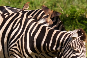 Schotia: otwarty jeep safari — wycieczka poranna lub popołudniowa