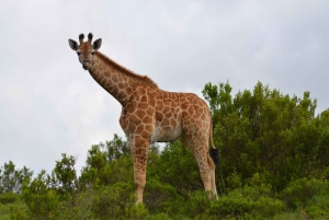 Schotia: otwarty jeep safari — wycieczka poranna lub popołudniowa