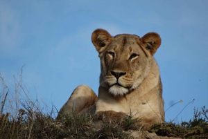 Schotia: otwarty jeep safari — wycieczka poranna lub popołudniowa