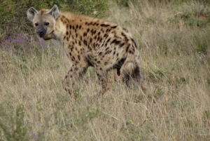 Schotia: otwarty jeep safari — wycieczka poranna lub popołudniowa