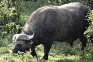 Schotia: otwarty jeep safari — wycieczka poranna lub popołudniowa