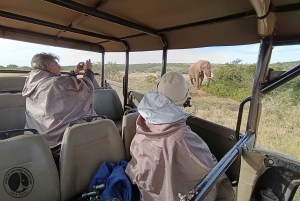 Schotia: otwarty jeep safari — wycieczka poranna lub popołudniowa