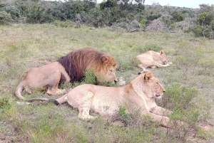 Schotia: otwarty jeep safari — wycieczka poranna lub popołudniowa