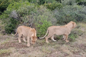 Schotia: otwarty jeep safari — wycieczka poranna lub popołudniowa