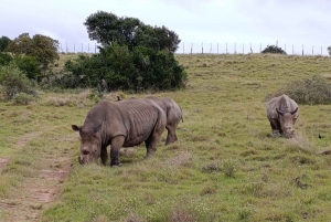 Schotia: otwarty jeep safari — wycieczka poranna lub popołudniowa