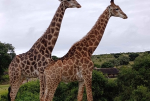 Schotia: otwarty jeep safari — wycieczka poranna lub popołudniowa