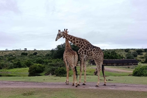 Schotia: otwarty jeep safari — wycieczka poranna lub popołudniowa