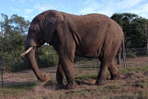 Schotia: otwarty jeep safari — wycieczka poranna lub popołudniowa