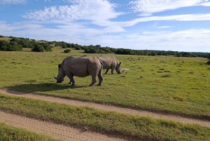 Schotia: otwarty jeep safari — wycieczka poranna lub popołudniowa