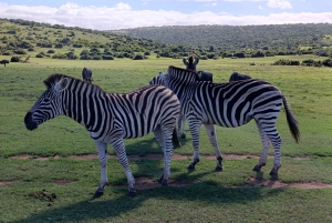 Schotia: otwarty jeep safari — wycieczka poranna lub popołudniowa