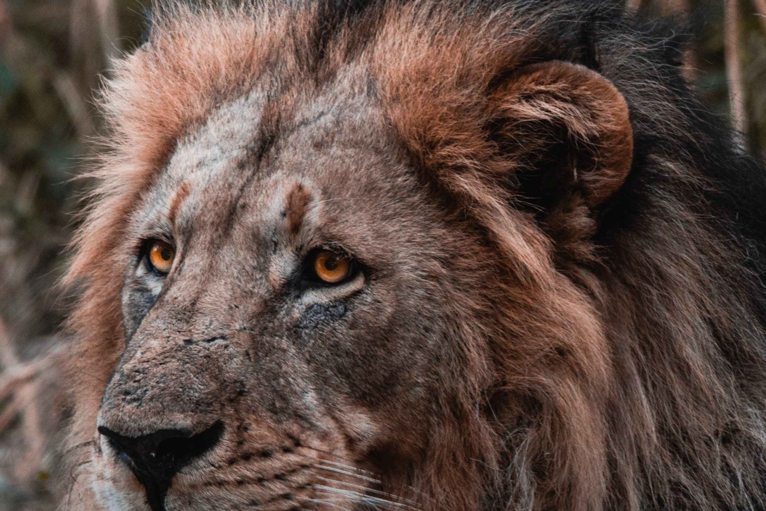 Prywatny rezerwat dzikich zwierząt Schotia Safari