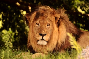 Частный заповедник Schotia Safaris: Порт-Элизабет