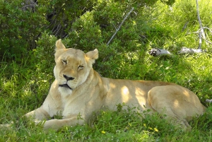 Schotia Safaris: Best Wildlife Encounters in Port Elizabeth