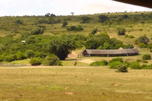 Schotia Safaris: Best Wildlife Encounters in Port Elizabeth