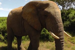 Schotia Safaris: Best Wildlife Encounters in Port Elizabeth