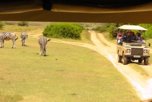 Schotia Safaris: Best Wildlife Encounters in Port Elizabeth