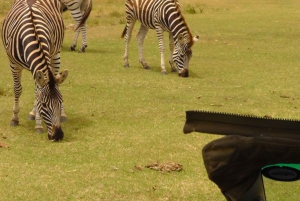 Schotia Safaris: Best Wildlife Encounters in Port Elizabeth