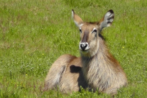 Schotia Safaris: Best Wildlife Encounters in Port Elizabeth