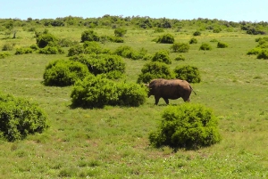 Schotia Safaris: Best Wildlife Encounters in Port Elizabeth