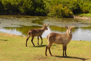 Schotia Safaris: Best Wildlife Encounters in Port Elizabeth