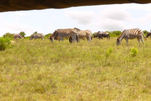 Schotia Safaris: Best Wildlife Encounters in Port Elizabeth