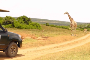 Schotia Safaris: Best Wildlife Encounters in Port Elizabeth